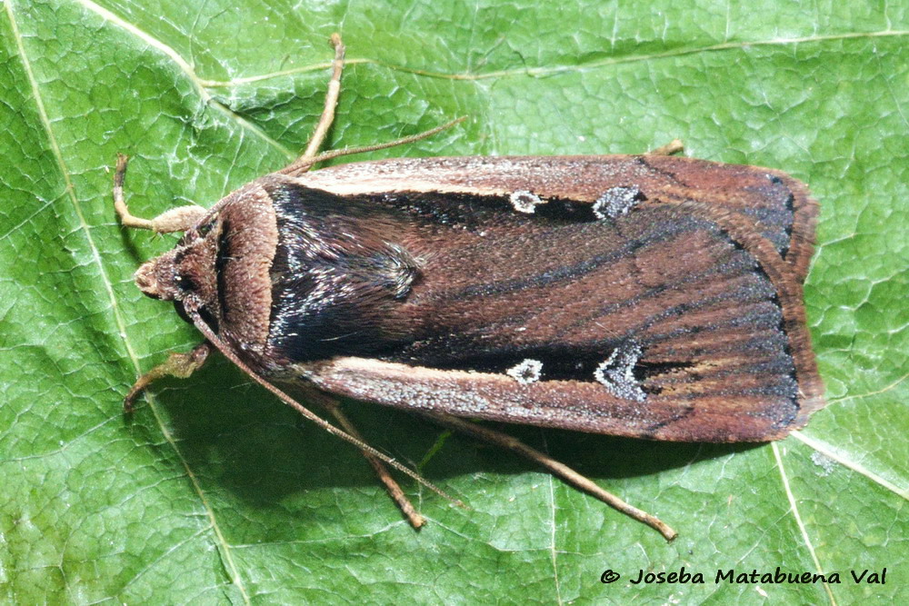 Eteroceri del mese di aprile, dal confino